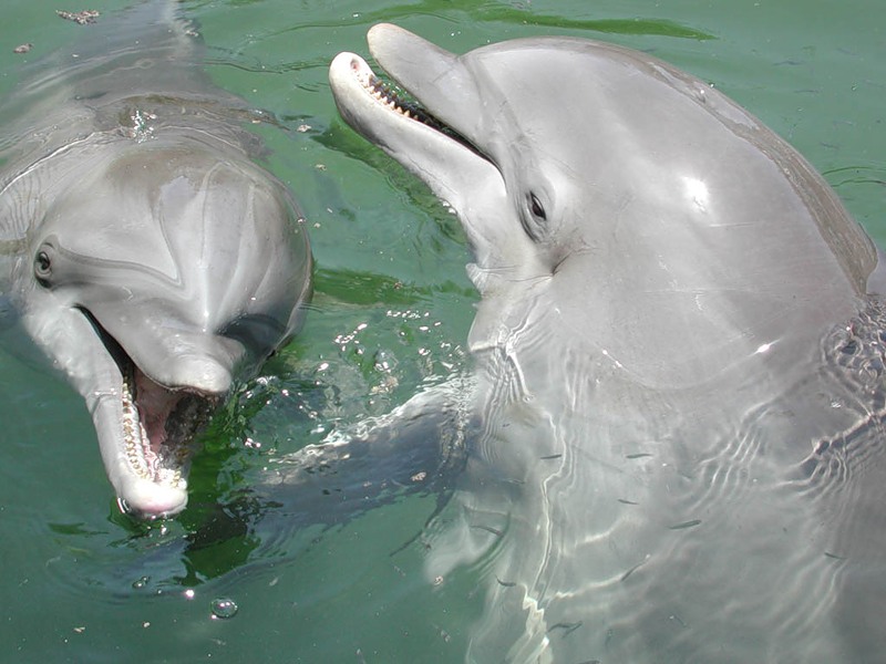 дельфинарий в белеке фото