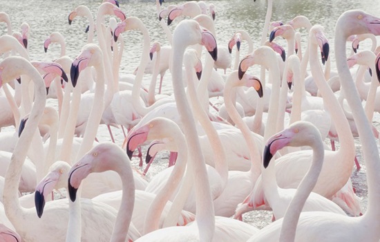 В Турцию слетелись стаи фламинго