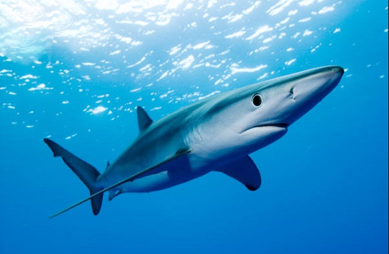 В Испании закрылись пляжи из-за нежданных гостей – синих акул