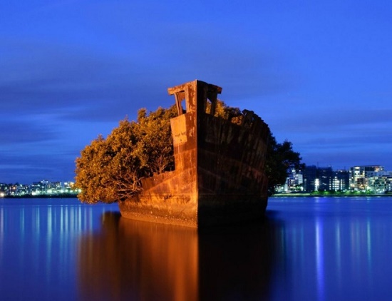 Заброшенное судно - плавающий мангровый лес в Сиднее