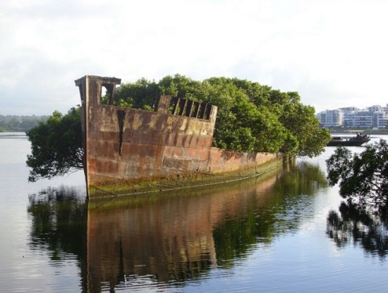 Заброшенное судно - плавающий мангровый лес в Сиднее