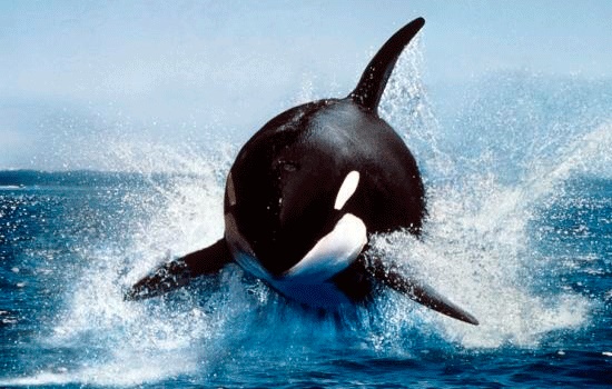 Наблюдение за китами с круизного лайнера в Гренаде привело к гибели млекопитающих