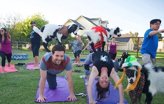 Новый тренд практикуется местными и туристами в США - "Йога с козами"