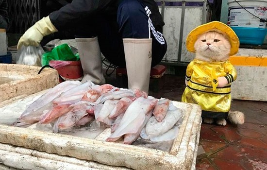 Такого вы еще не видели! На одном из местных рынков Вьетнама туристов привлекает ряженый кот, который продает рыбу со своим хозяином