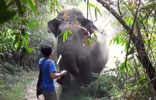 атака азиатского слона