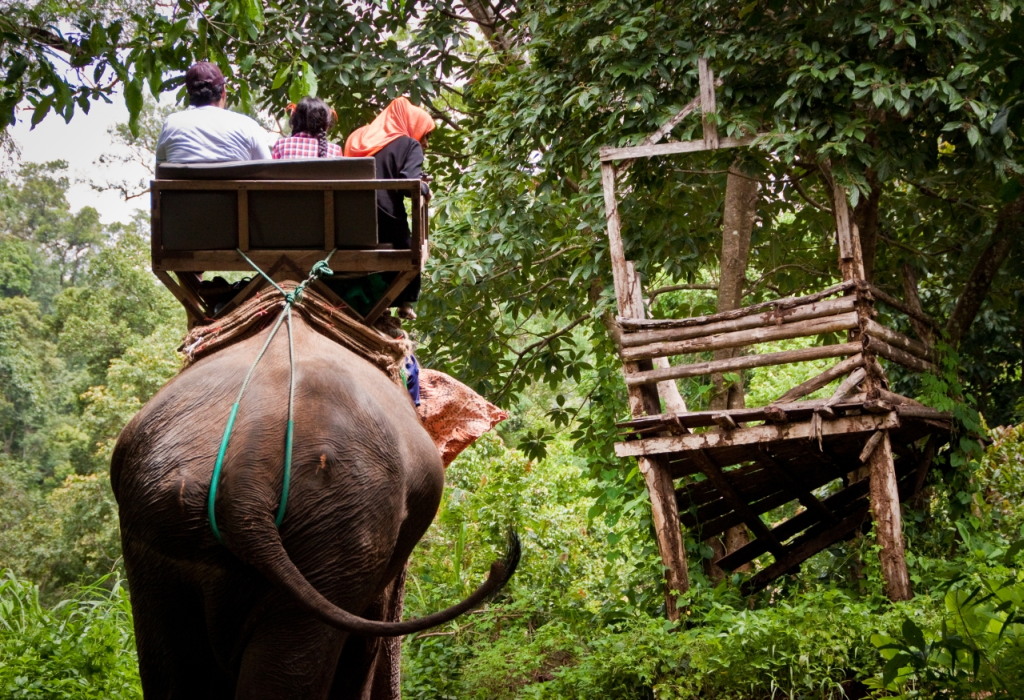 прогулка на слоне в таиланде