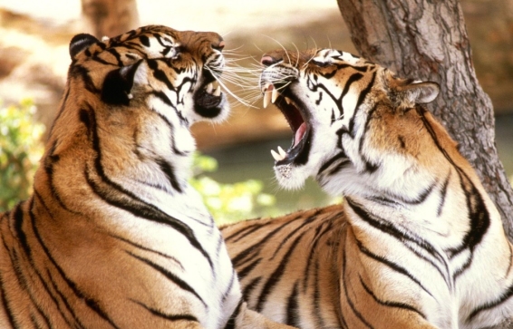тигра баснями не кормят