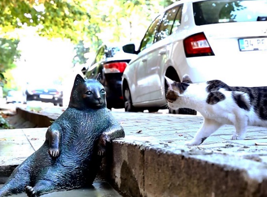 Самому ленивому коту Томбили открыли памятник в Стамбуле