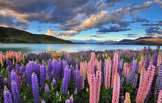 Красочные и необычные цветы люпина на озере Текапо в Новой Зеландии
