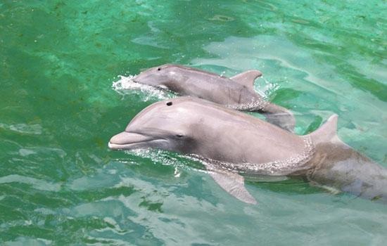 Туристы в Аргентине убили дельфина во время попыток селфи