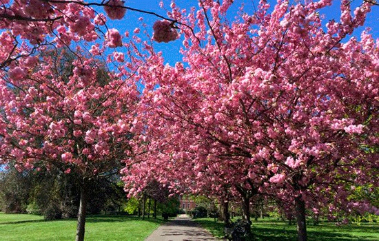 Весенний и цветущий Гринвич-парк в Лондоне должен увидеть не только истинный любитель Англии, но и каждый путешественник