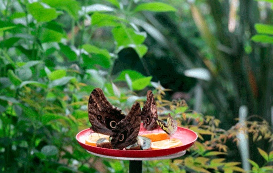 Удивительные чудеса природы открывает секретная ферма бабочек в Стамбуле