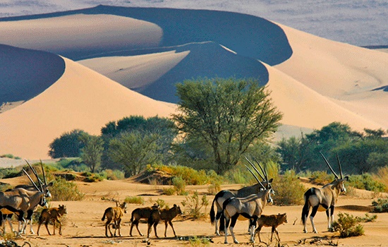 Пустыня Намиб - земля, которая прекрасно воплощает в себе мощь и силу природы