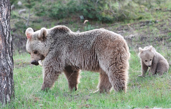 Медведи гризли стали незваными гостями горнолыжного курорта Турции Джибилтепе