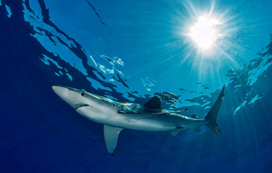 Акулы турецких морей. Стоит ли опасаться туристам морских хищников?