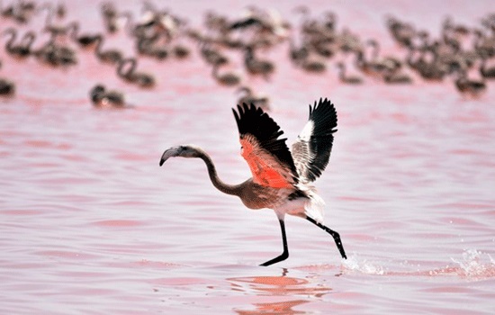 В центральный Анатолийский регион Турции, на Солт-Лейк туристы стекаются, чтобы увидеть детенышей фламинго