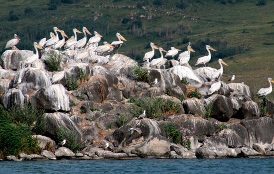 Туристы массово стекаются наблюдать за колонией пеликанов на северо-восточной границе Турции