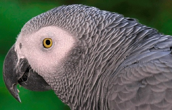 Лондонский попугай размещает онлайн-заказ на Amazon, имитируя голос владельца