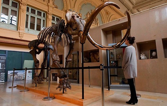 Гигантский 15 000-летний мамонтовый скелет будет выставлен на аукцион во Франции 16 декабря