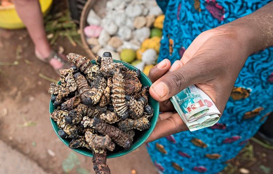 Традиционные продукты, которые вы должны опробовать, находясь в Замбии