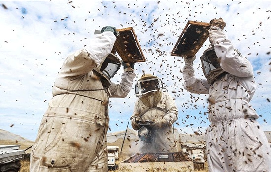 Турция — вторая по величине страна пчеловодства после Китая