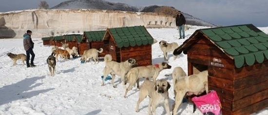 В турецком городе Нигде была построена «деревня для собак»