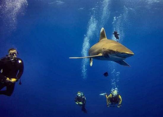 Акулы снова в Египте и Италии. Специалист рассказал о закрытии пляжного сезона 2020