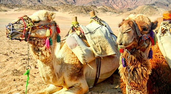  «Туристов на экскурсиях в Египте пересаживают с верблюдов - на электромобили и автобусы!»