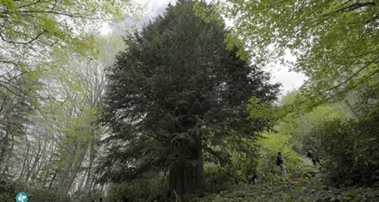 Зарубежные туристы в Турции стремятся прикоснуться к необычному дереву – долгожителю
