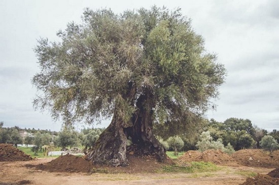 Зарубежные туристы в Турции стремятся прикоснуться к необычному дереву – долгожителю