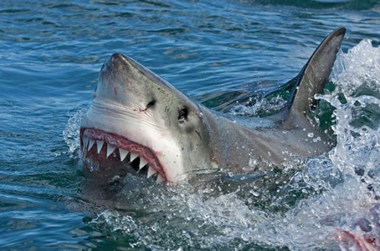 Французская туристка была убита Карибской акулой