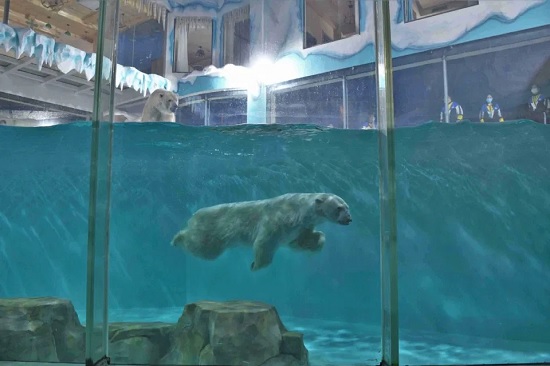 В китайском отеле можно жить рядом с полярными медведями