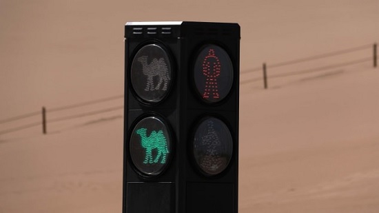 В КНР установили светофор для верблюдов