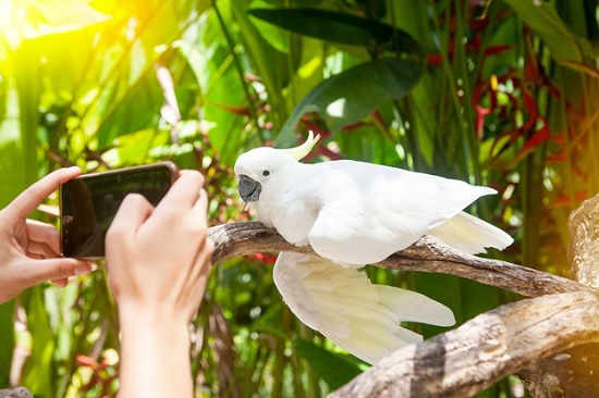 Парк птиц на Бали – отдых для взрослых и детей!