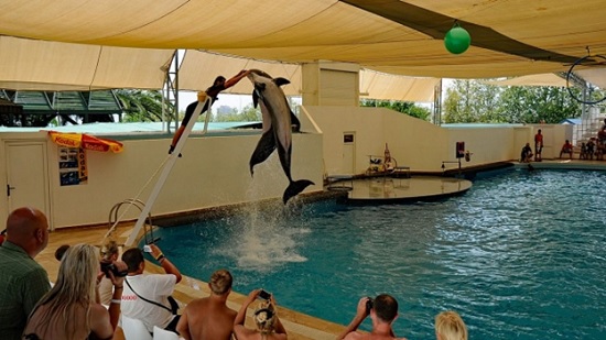 Экскурсия в дельфинарий в Анталии — незабываемое переключение для детей и взрослых