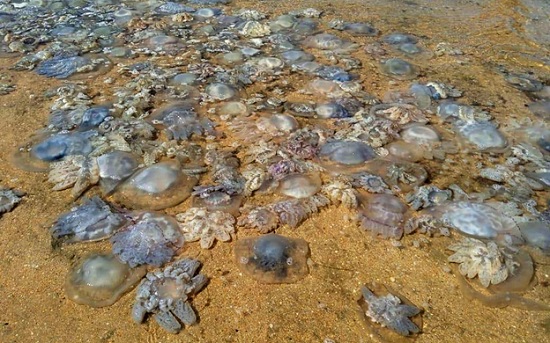 На популярном российском курорте медузы закрыли туристам доступ к морю