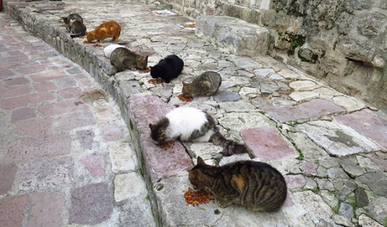 Город Котор в Черногории — узнайте все о знаменитом городе кошек