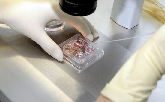 Учёные из Израиля создали «синтетические эмбрионы»