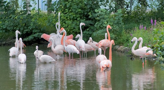 Место постоянного обитания фламинго в Турции
