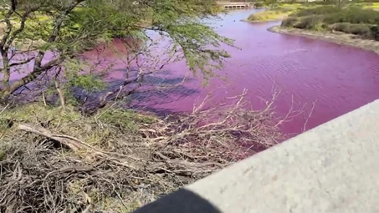На Гавайях озеро стало ярко розовым: что это красивое явление или очередной знак беды?