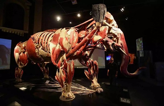 В Стамбуле открывается удивительная выставка «Анатомия настоящих животных»