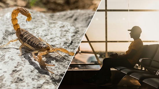 Пассажир пытался вывезти из Турции чемодан с пауками и скорпионами