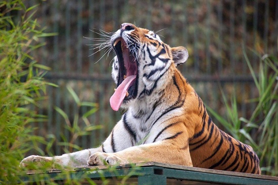 Зоопарк FyZoo в Турции - место для любителей животных