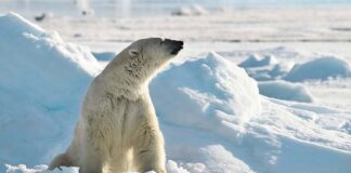 Туры в Арктику