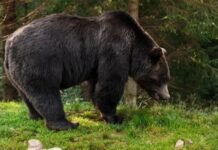 Рекордное число туристов пострадало из-за нападений медведей в Японии