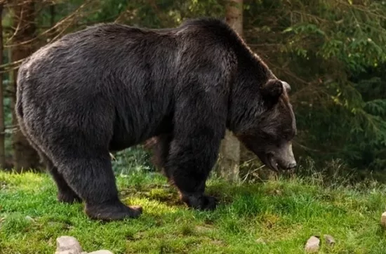 Рекордное число туристов пострадало из-за нападений медведей в Японии