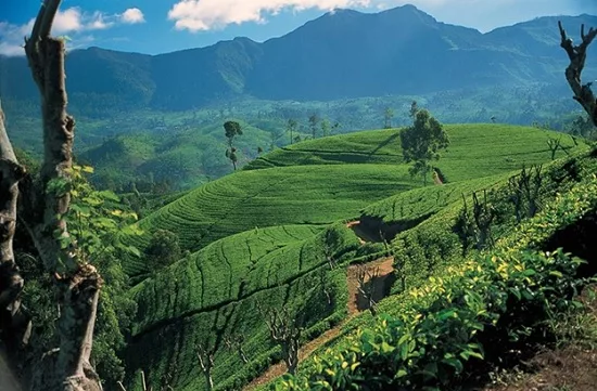Отдых на Шри-Ланке в этом году оказался под угрозой