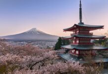 В Японии отменили фестиваль сакуры: причиной тому стали туристы