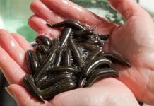 Более 90 тысяч пиявок один из пассажиров пытался провести в Турцию самолетом