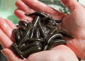 Более 90 тысяч пиявок один из пассажиров пытался провести в Турцию самолетом